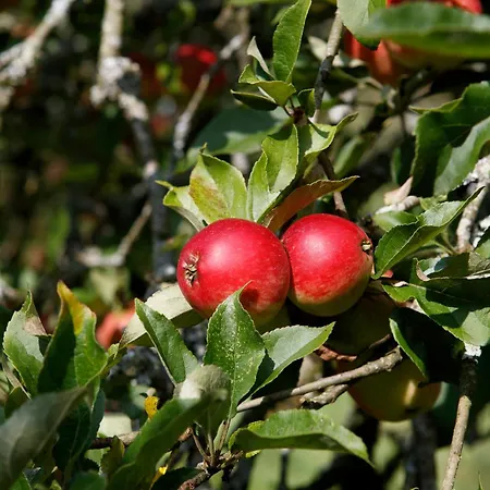 Dripsey Castle Estate וילה *