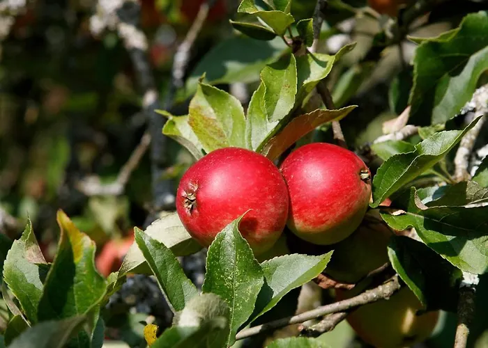 Dripsey Castle Estate Villa *